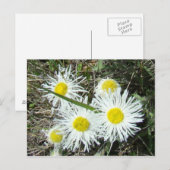 F10 Weiße Wildblumen Tufted Fleabane Postkarte (Vorne/Hinten)