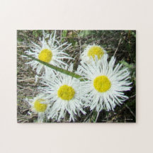 F10 Weiße Wildblumen Tufted Fleabane