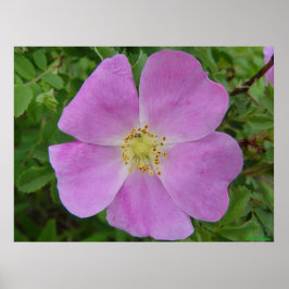 F11 Rose "Rosa arkansana" Poster
