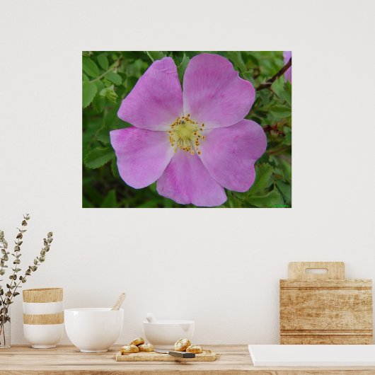 F11 Rose "Rosa arkansana" Poster (Küche)
