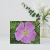 F11 Rose "Rosa arkansana" Postkarte (Stehend Vorderseite)