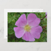 F11 Rose "Rosa arkansana" Postkarte (Vorne/Hinten)