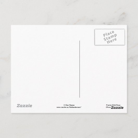 F11 Rose "Rosa arkansana" Postkarte (Rückseite)