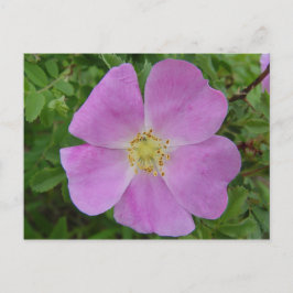 F11 Rose "Rosa arkansana" Postkarte