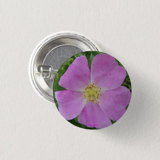 F11 wilde Rose "Rosa arkansana " des Grasland- Button (Vorne & Hinten)