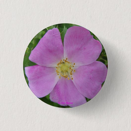 F11 wilde Rose "Rosa arkansana " des Grasland- Button (Vorderseite)