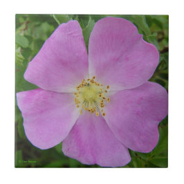 F11 wilde Rose "Rosa arkansana " des Grasland- Fliese