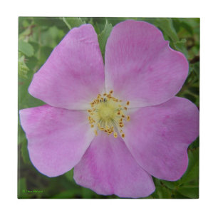 F11 wilde Rose "Rosa arkansana " des Grasland- Fliese