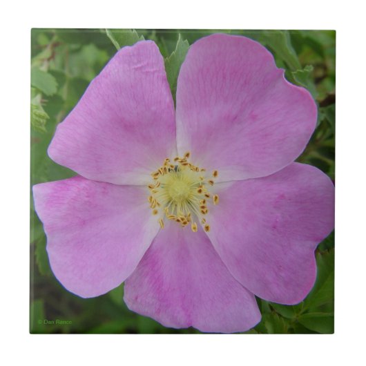 F11 wilde Rose "Rosa arkansana " des Grasland- Fliese (Vorderseite)