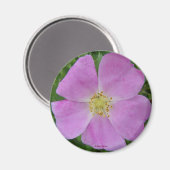 F11 Wilde Rose "Rosa arkansana" Magnet (Vorderseite/Rückseite)