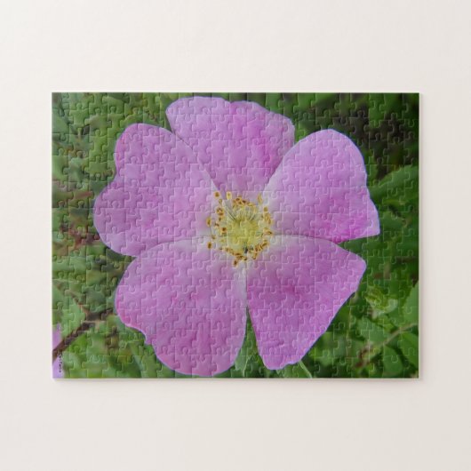 F11 Wilde Rose "Rosa arkansana" Puzzle (Horizontal)