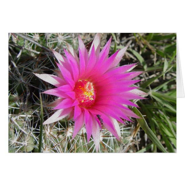 F12 Ball Cactus Blume "Escobaria vivipara" (Vorderseite (Horizontal))