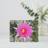 F12 Ball Cactus Blume "Escobaria vivipara" Postkarte (Stehend Vorderseite)