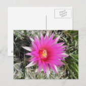 F12 Ball Cactus Blume "Escobaria vivipara" Postkarte (Vorne/Hinten)