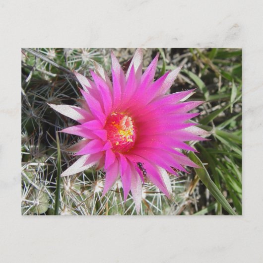 F12 Ball Cactus Blume "Escobaria vivipara" Postkarte (Vorderseite)