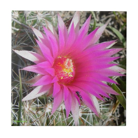 F12 Kaktus "Escobaria vivipara " des Ball- Fliese (Vorderseite)