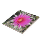 F12 Kaktus "Escobaria vivipara " des Ball- Fliese (Seite)