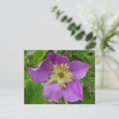 F13 Alberta Wilde Rose Prickly Rose Postkarte (Stehend Vorderseite)