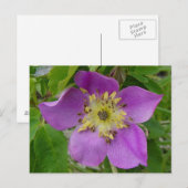 F13 Alberta Wilde Rose Prickly Rose Postkarte (Vorne/Hinten)