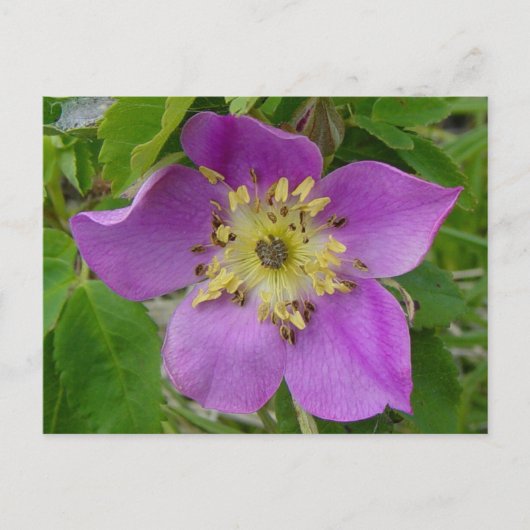 F13 Alberta Wilde Rose Prickly Rose Postkarte (Vorderseite)