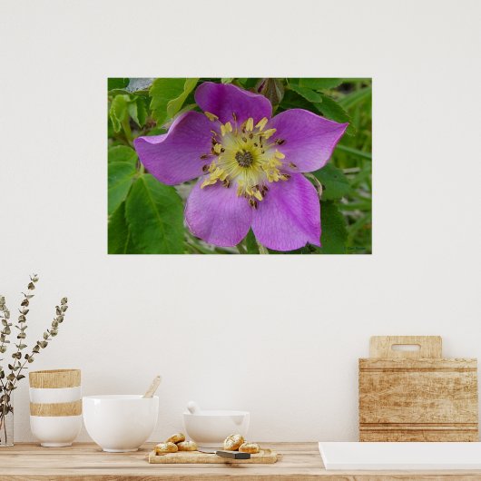 F13 Prickley Rose Alberta Wild Rose Poster (Küche)
