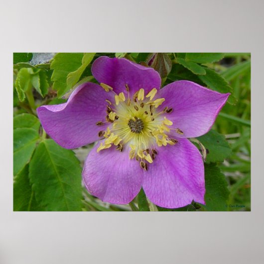 F13 Prickley Rose Alberta Wild Rose Poster (Vorne)