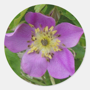 F13 Stachelige Rose Alberta Wilde Rose Runder Aufkleber