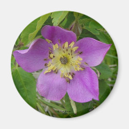F13 Wilde Rose Alberta Wilde Rose Prickly Rose Magnet