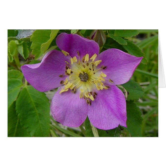 F13 Wilde Rose Prickly Rose (Vorderseite (Horizontal))