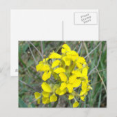 F14 Gelbe Wildblumen Postkarte (Vorne/Hinten)