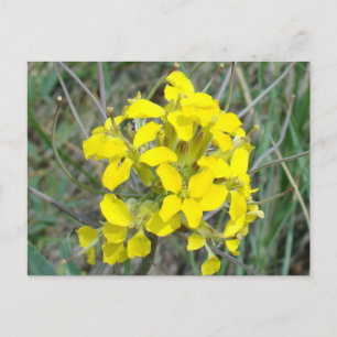 F14 Gelbe Wildblumen Postkarte