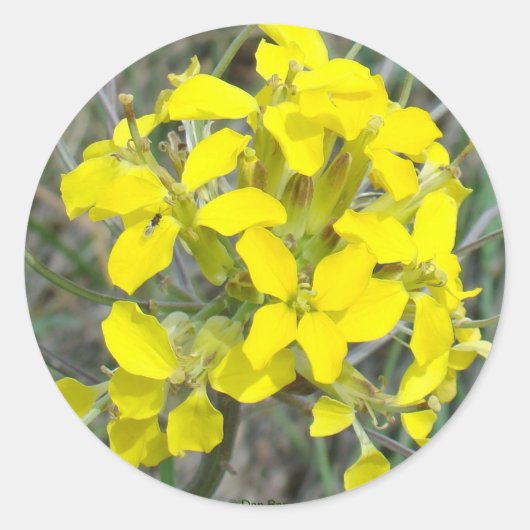 F14 Gelbe Wildblumen Runder Aufkleber (Vorderseite)