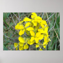F14 Kleine gelbe Wildblumen