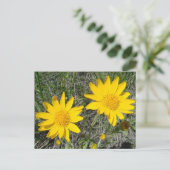 F15 Gelbe Wildblumen Nezeweed Postkarte (Stehend Vorderseite)