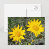 F15 Gelbe Wildblumen Nezeweed Postkarte (Vorne/Hinten)