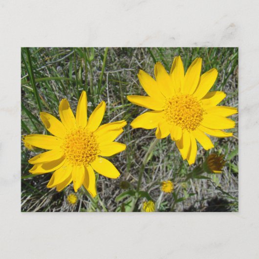 F15 Gelbe Wildblumen Nezeweed Postkarte (Vorderseite)