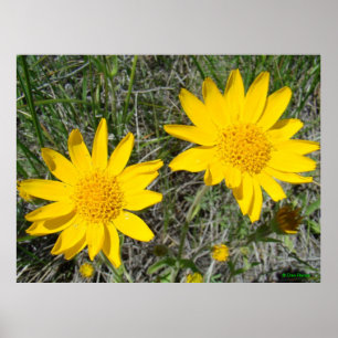 F15 Gelbe Wildblumen Sneezeweed Poster