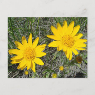 F15 Gelbe Wildblumen Sneezeweed Postkarte