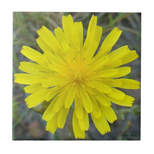 F16 Gelbe Wildblume King Devil Fliese