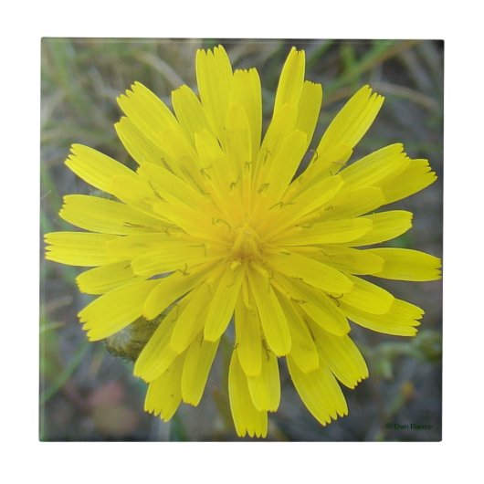 F16 Gelbe Wildblume King Devil Fliese (Vorderseite)