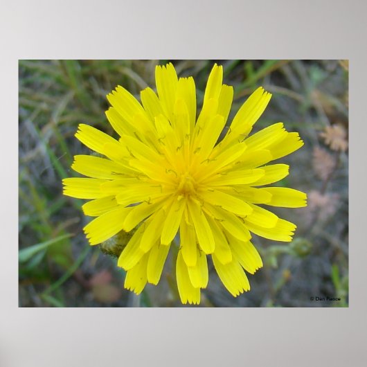 F16 Gelbe Wildblume King Devil Poster (Vorne)