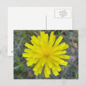 F16 Gelbe Wildblume King Devil Postkarte (Vorne/Hinten)