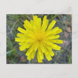 F16 Gelbe Wildblume King Devil Postkarte