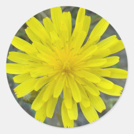 F16 Gelbe Wildblume King Devil Runder Aufkleber