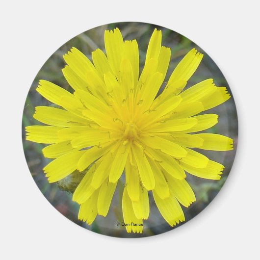 F16 Gelbe Wildblume Magnet (Vorne)