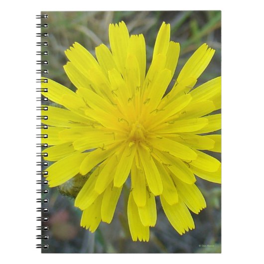 F16 Gelbe Wildblumen-Königsteufel Notizblock (Vorderseite)