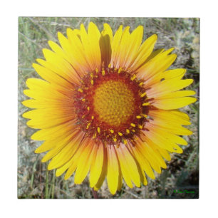 F17 Gelbe Wildblume Gaillardia Fliese