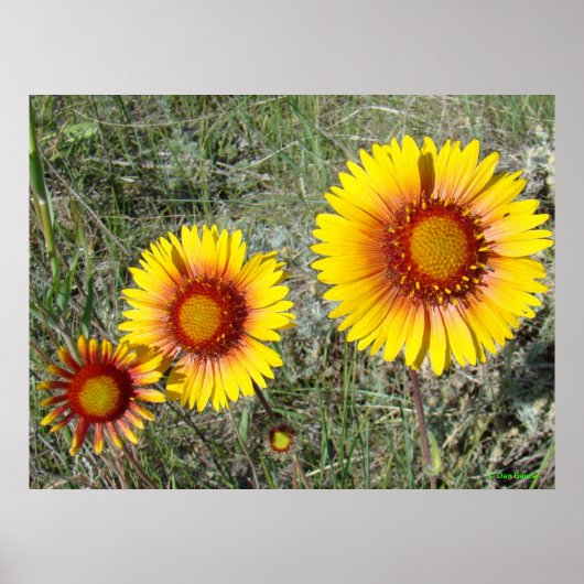 F17 Gelbe Wildblumen Gaillardia Poster (Vorne)