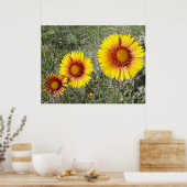 F17 Gelbe Wildblumen Gaillardia Poster (Küche)