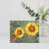 F17 Gelbe Wildblumen Gaillardia Postkarte (Stehend Vorderseite)